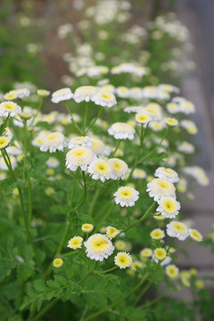 白い花の野草