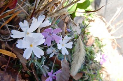 芝桜