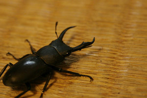 IMG_3625.jpg